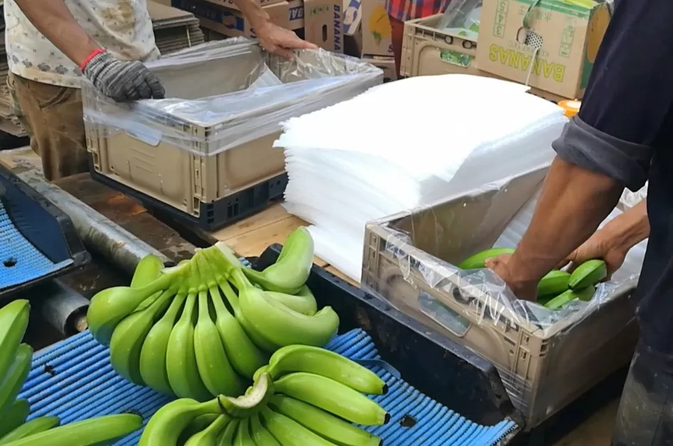 Derniers blogs de l'entreprise sur From Banana Farms to Global Agriculture: How Reusable Plastic Crates Are Evolving